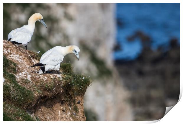 Northern gannet looking over the cliff edge Print by Jason Wells