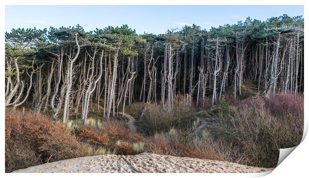 Edge of Formby pine woods Print by Jason Wells