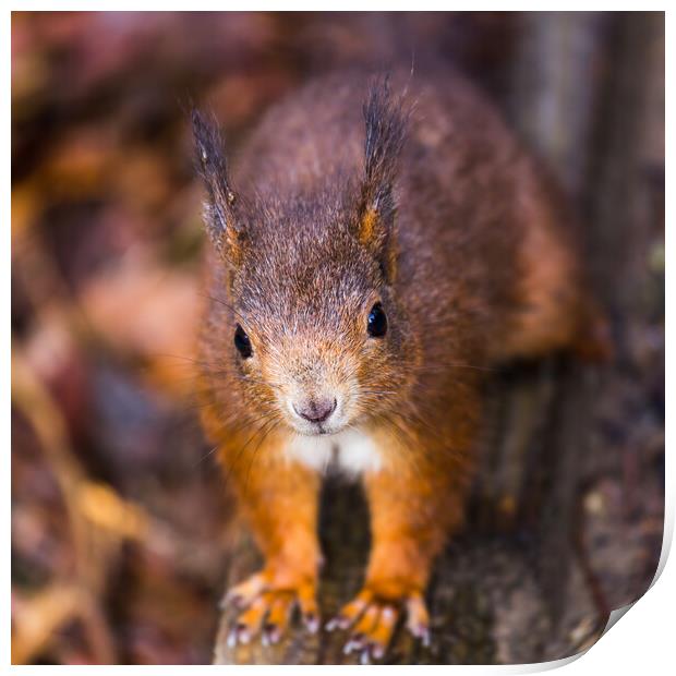 Up close with a Red squirrel Print by Jason Wells