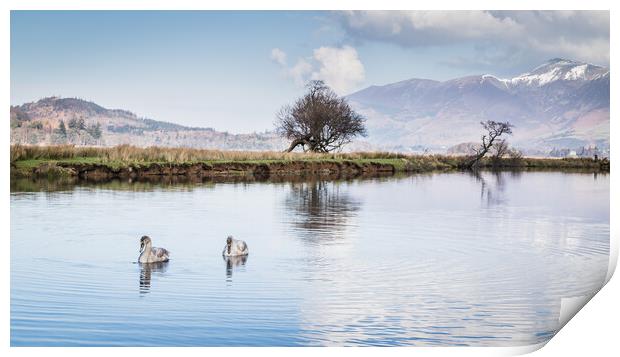 Swans on the River Derwent Print by Jason Wells