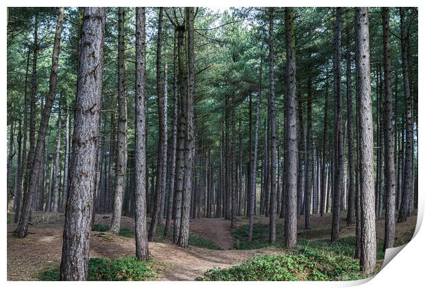 Pathway through Formby Woods Print by Jason Wells