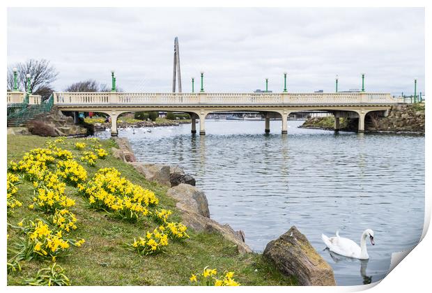 Daffodils out in flower around Southport Marina Print by Jason Wells