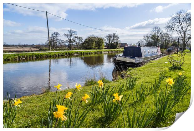 Daffodils by the Leeds Liverpool canal Print by Jason Wells