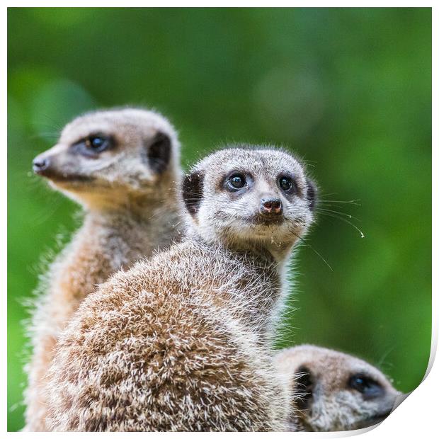 Square crop meerkats on sentry duty Print by Jason Wells