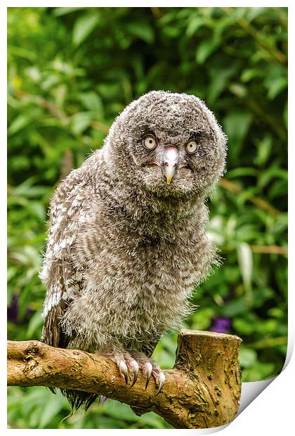 A Young Great Grey Owl Print by David Knowles