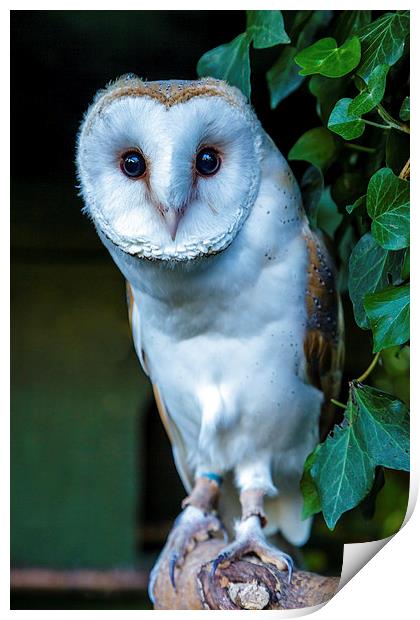 Barn Owl Print by David Knowles