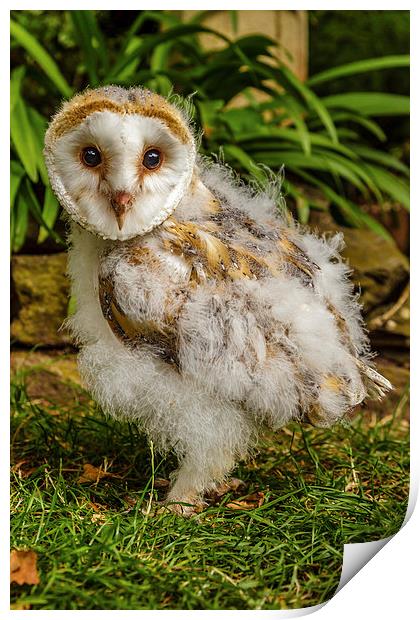 Baby Barn owl Print by David Knowles