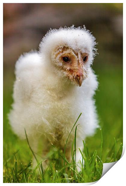 Barn Owl Chick Print by David Knowles