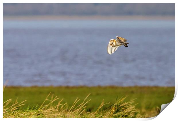 Wild Barn Owl out hunting Print by David Knowles