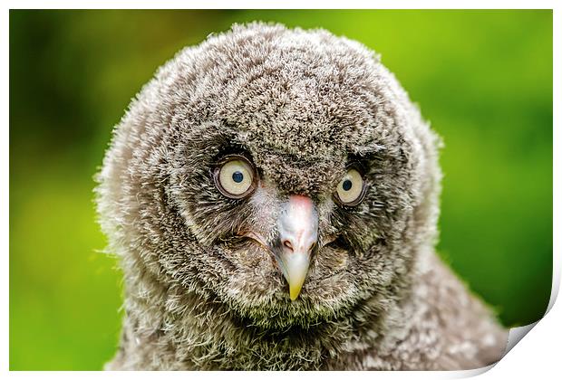 Face of baby GreatGrey Owl Print by David Knowles