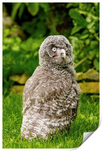 Great Grey Owl Chick Print by David Knowles