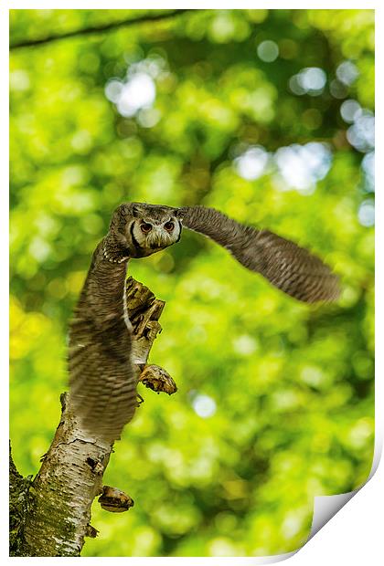 Southern White faced Owl Print by David Knowles