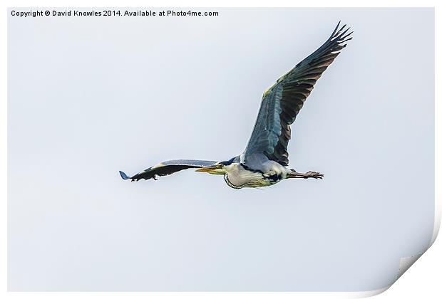 Heron in flight Print by David Knowles