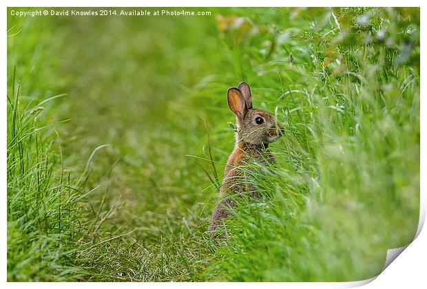 Rabbit, Who you looking at? Print by David Knowles