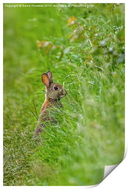 Rabbit in the grass Print by David Knowles