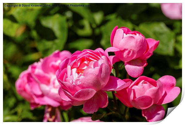  A group of pink rose blossoms Print by David Knowles