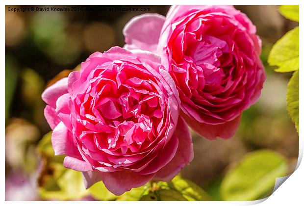  Twin pink rose blossoms Print by David Knowles
