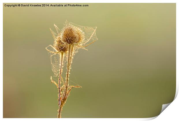 Teasel and spiders web against the warm sun at sun Print by David Knowles