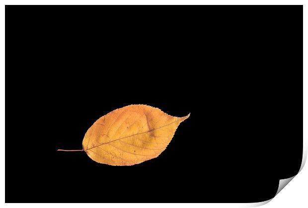  Leaf on black Print by Ivan Kovacs