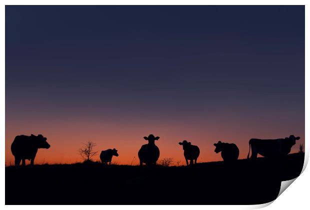 Cow Sunset Print by Charlotte Moon