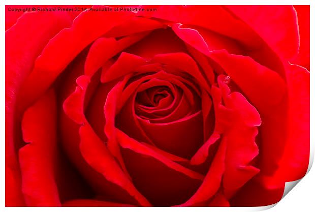  Romantic Red Rose Bud Print by Richard Pinder