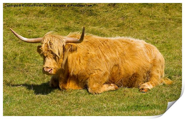   Highland Cow Print by Richard Pinder