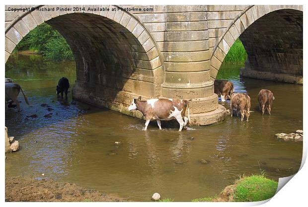  Cows Paddling in a River Print by Richard Pinder