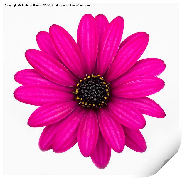  African Daisy Print by Richard Pinder