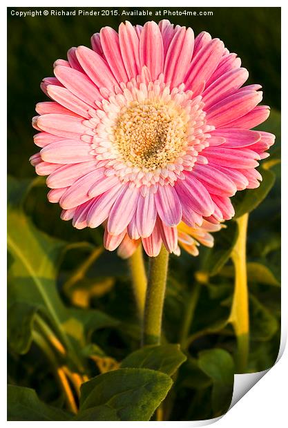  Gerbera Durora Print by Richard Pinder