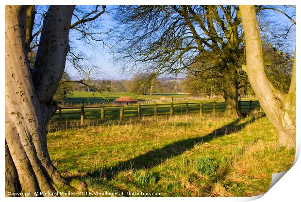 East Yorkshire Country Estate Parkland Print by Richard Pinder