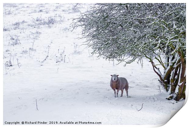 The Lonely Sheep Print by Richard Pinder