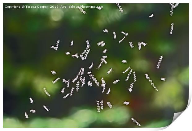 Tiny Flies Sync in Motion  Print by Teresa Cooper