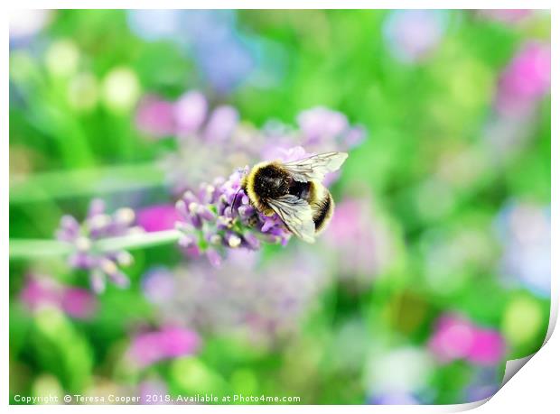 A bee tops a lavender stalk Print by Teresa Cooper