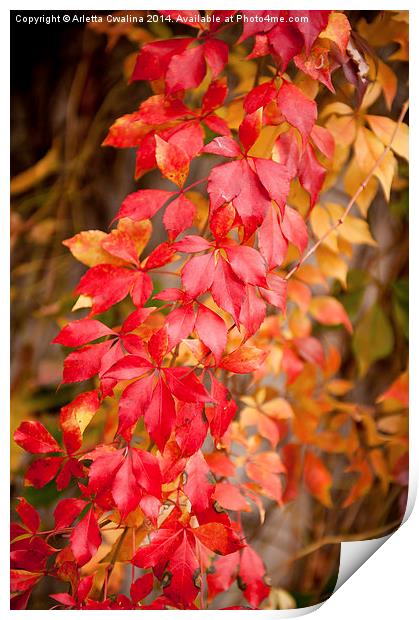 Vitaceae family red plant, autumn colors Print by Arletta Cwalina