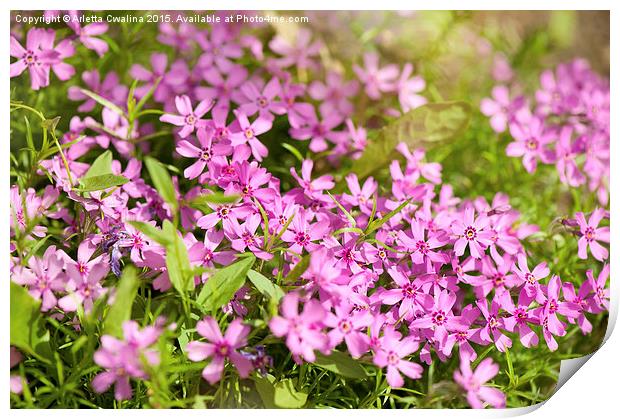 Phlox subulata pink flowering plant Print by Arletta Cwalina