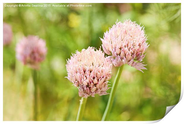 Pink chives flowering plant detail Print by Arletta Cwalina