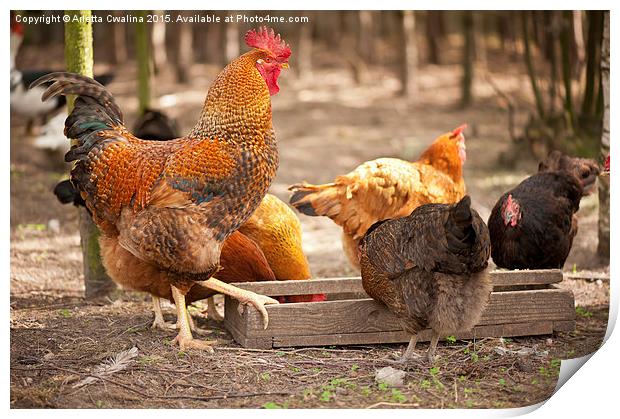 Rhode Island Red hens eating from feeder  Print by Arletta Cwalina