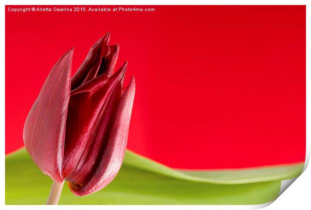 Decorative single red tulip and green leaf  Print by Arletta Cwalina