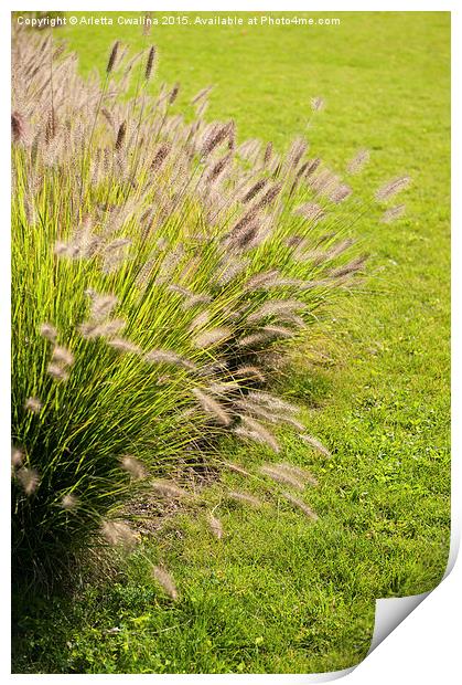 Grass clump Pennisetum alopecuroides Print by Arletta Cwalina