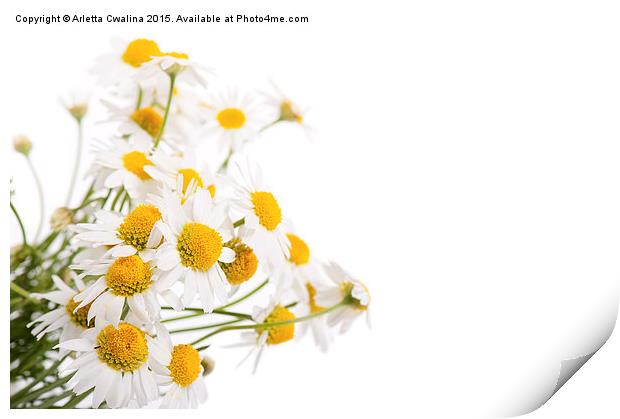 Many white flowerheads of chamomile Print by Arletta Cwalina