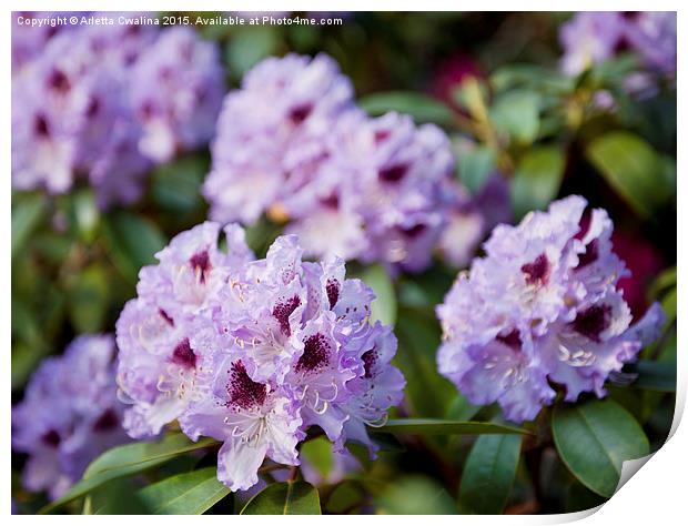 Rhododendron called Azalea purple flowers  Print by Arletta Cwalina
