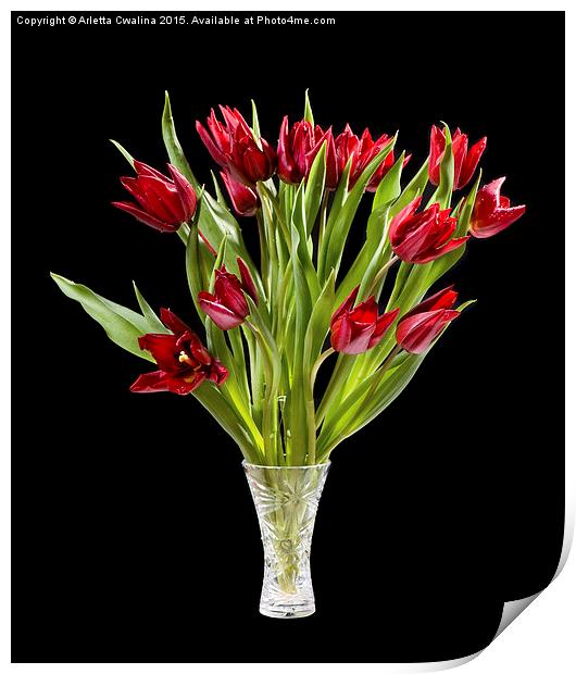 Red cut tulips bouquet in glass vase isolated  Print by Arletta Cwalina