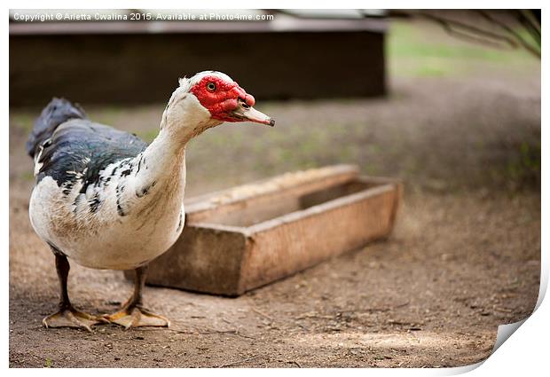 large Muscovy Duck bird standing and posing  Print by Arletta Cwalina
