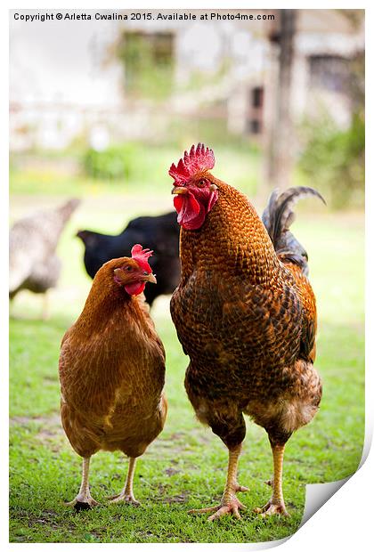 Rhode Island Red chickens couple posing  Print by Arletta Cwalina