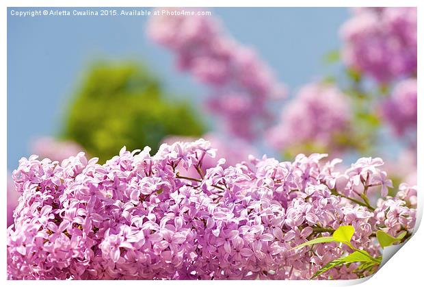 Lilac vibrant pink flowers shrub Print by Arletta Cwalina
