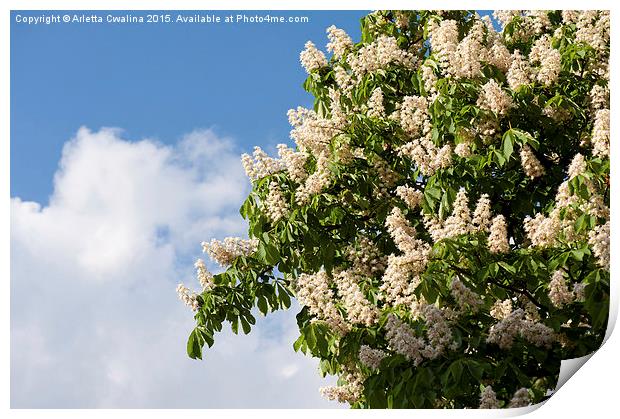 blooming Aesculus on blue sky in sunlight  Print by Arletta Cwalina