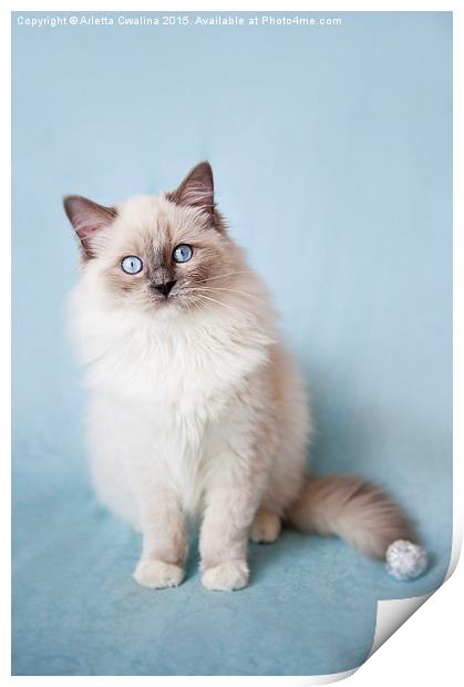  Admirable blue eyes kitty Print by Arletta Cwalina