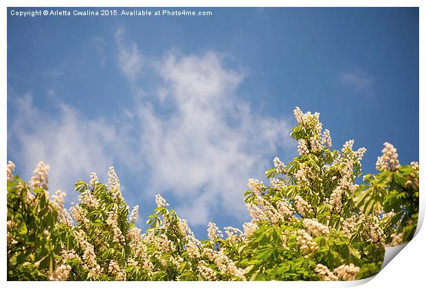 Blossoming Aesculus tree on blue sky  Print by Arletta Cwalina