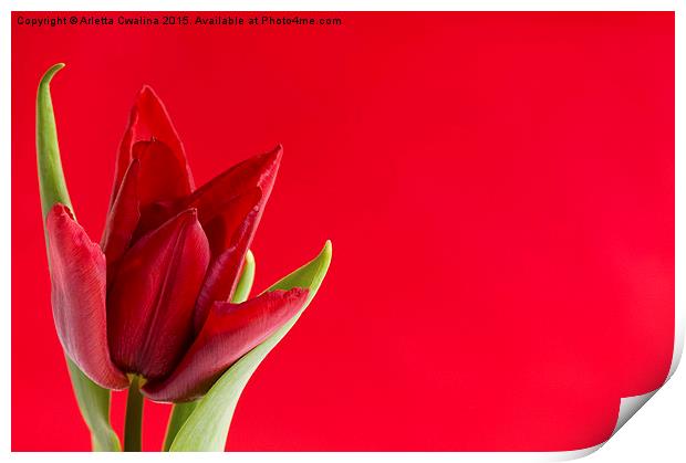 Blooming one single red tulip with leaves on red  Print by Arletta Cwalina