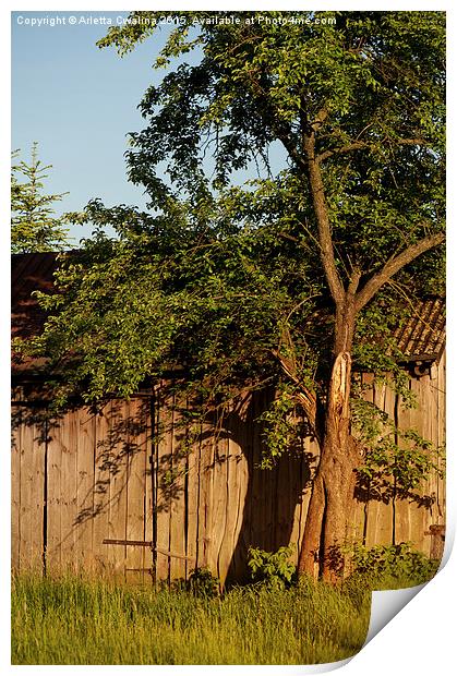 old wooden shack tree shadow Print by Arletta Cwalina